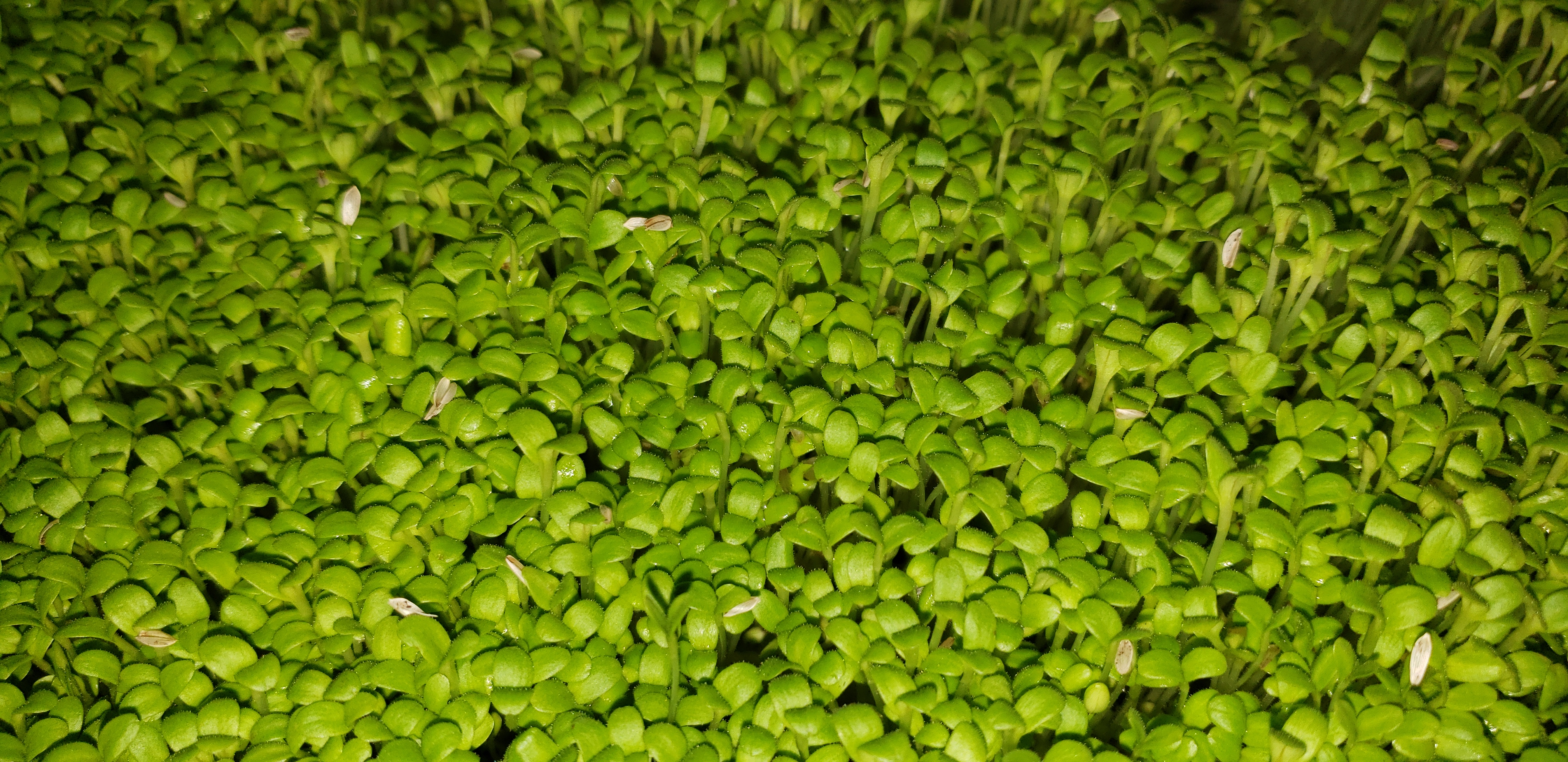 Lettuce Microgreen