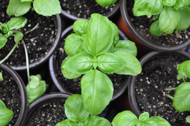 How to Prune/Trim Basil for a Better Harvest (and how to store the all the extra)