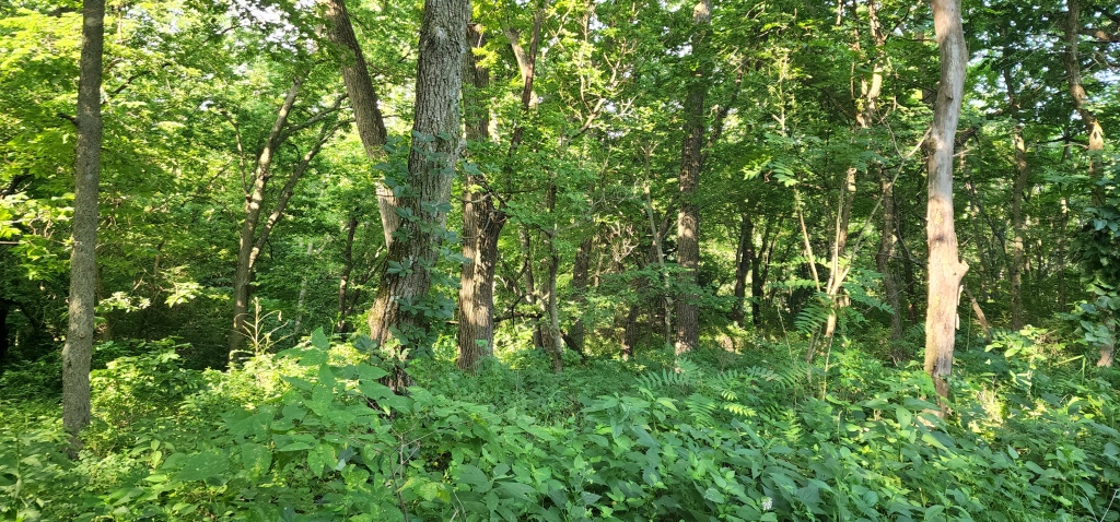 Tree line with vegetation